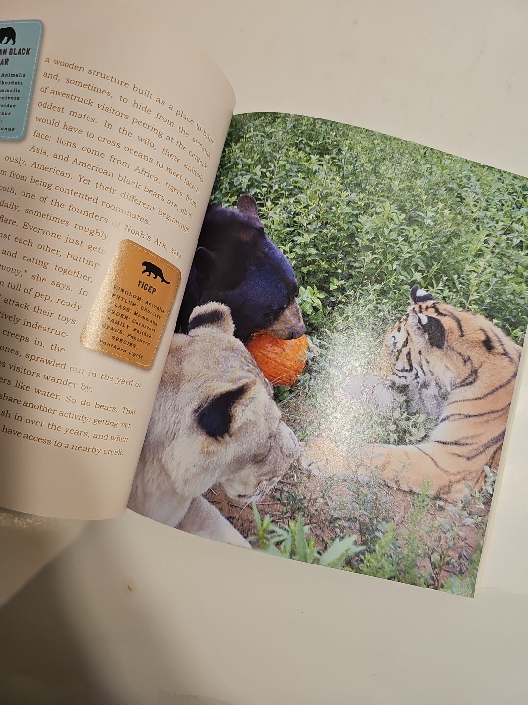 Unlikely Friendships 47 Remarkable Stories Animal Kingdom Jennifer Holland