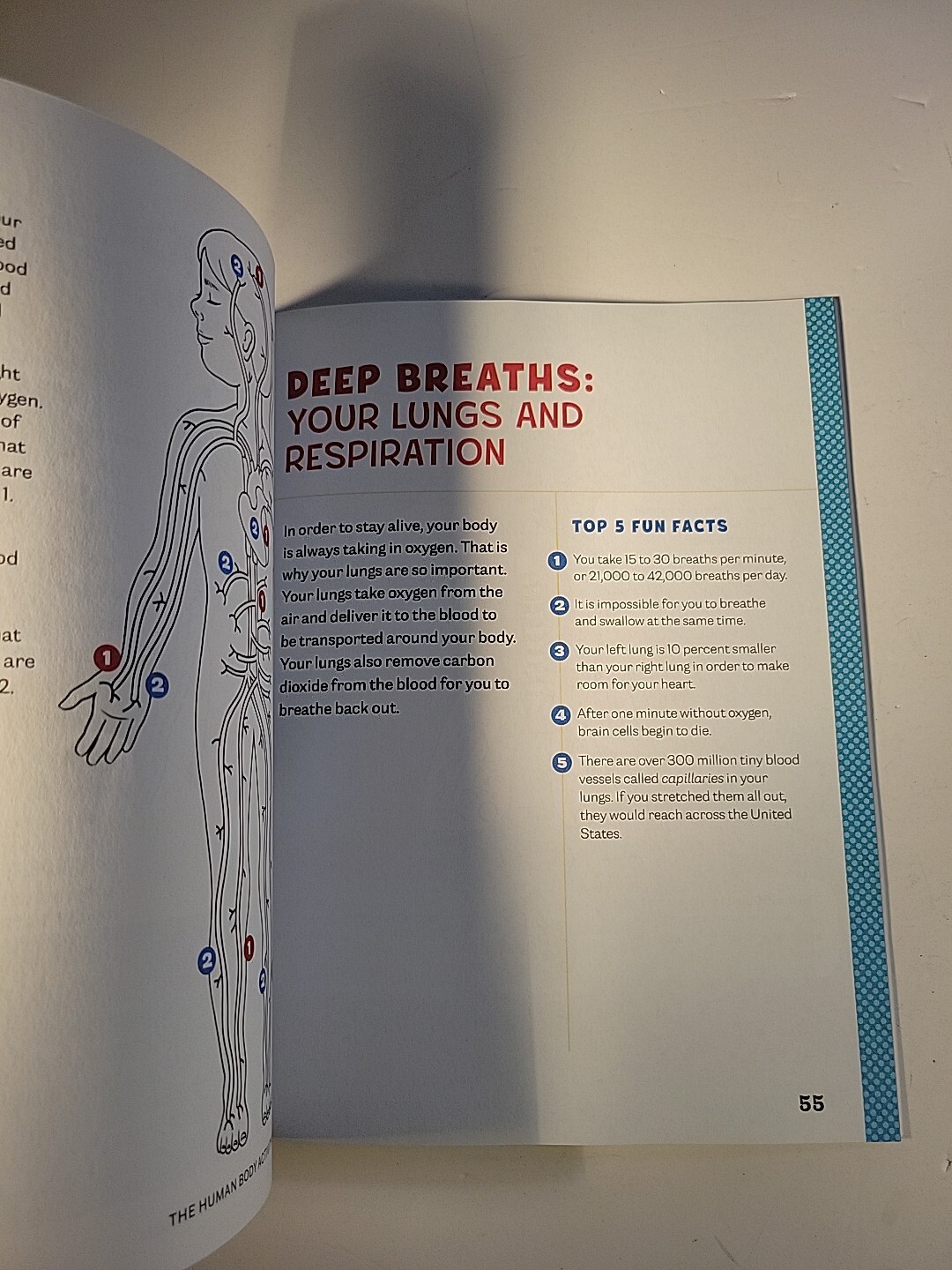 Human Body Activity Book for Kids : Hands-On Fun for Grades K-3 by Katie Stokes