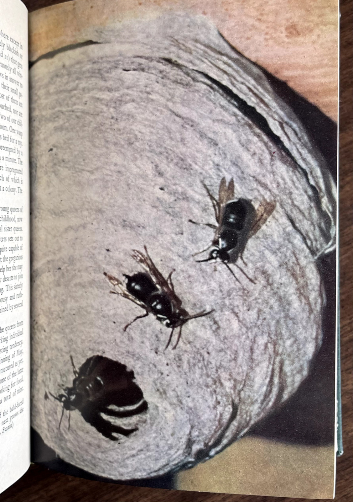 1951 AMERICAN SOCIAL INSECTS by Michener 1st Ed/hb/267pp/DJ/NICELY ILLUSTRATED