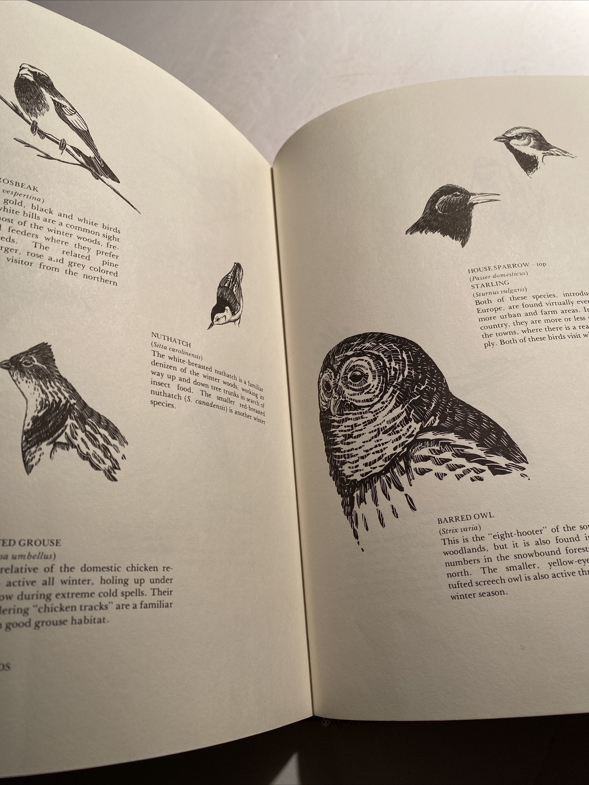 The Winter Woods and The Summer Woodlands by John Quinn Hardcover X library abi