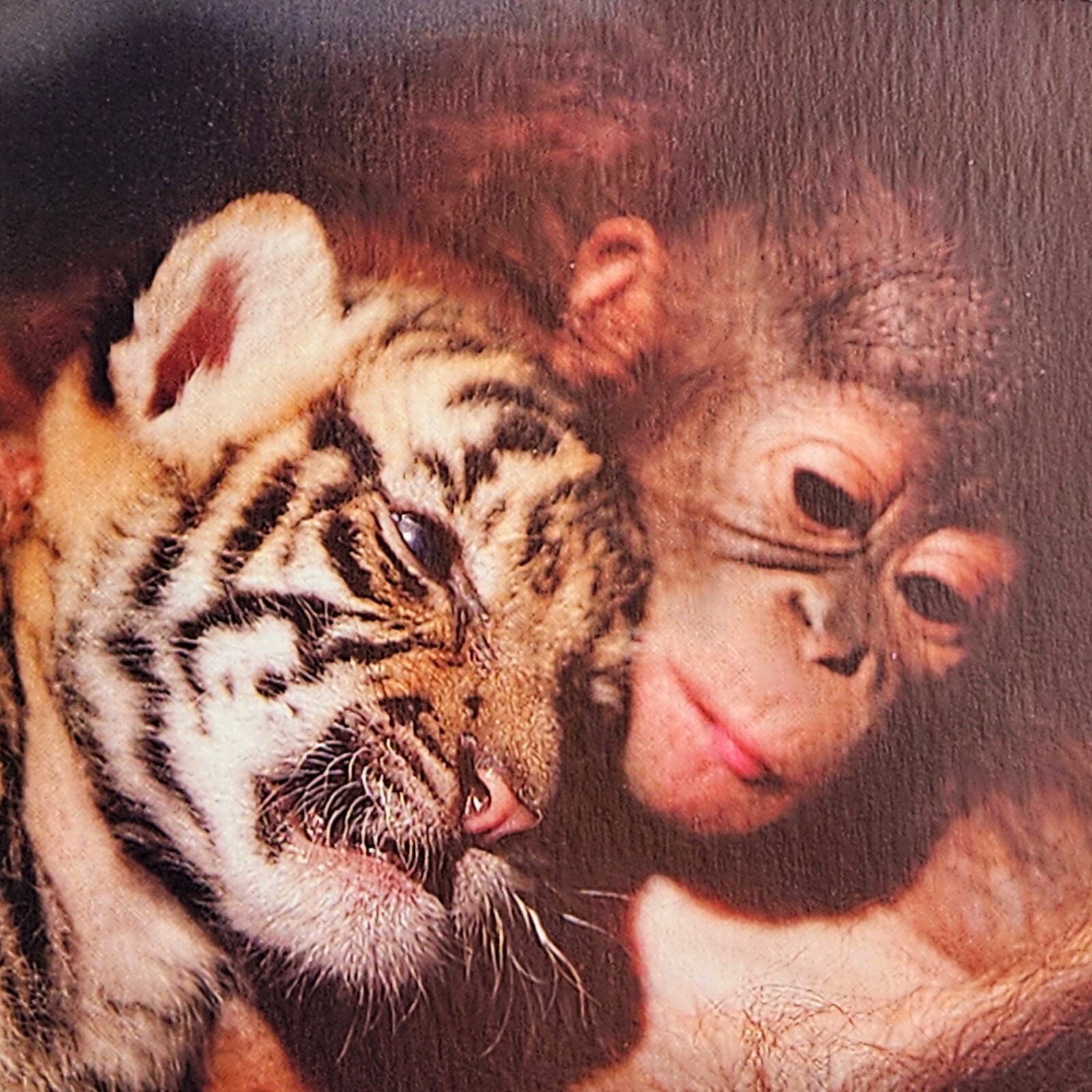 Unlikely Friendships Jennifer S. Holland Gift Book Adorable Animal Stories