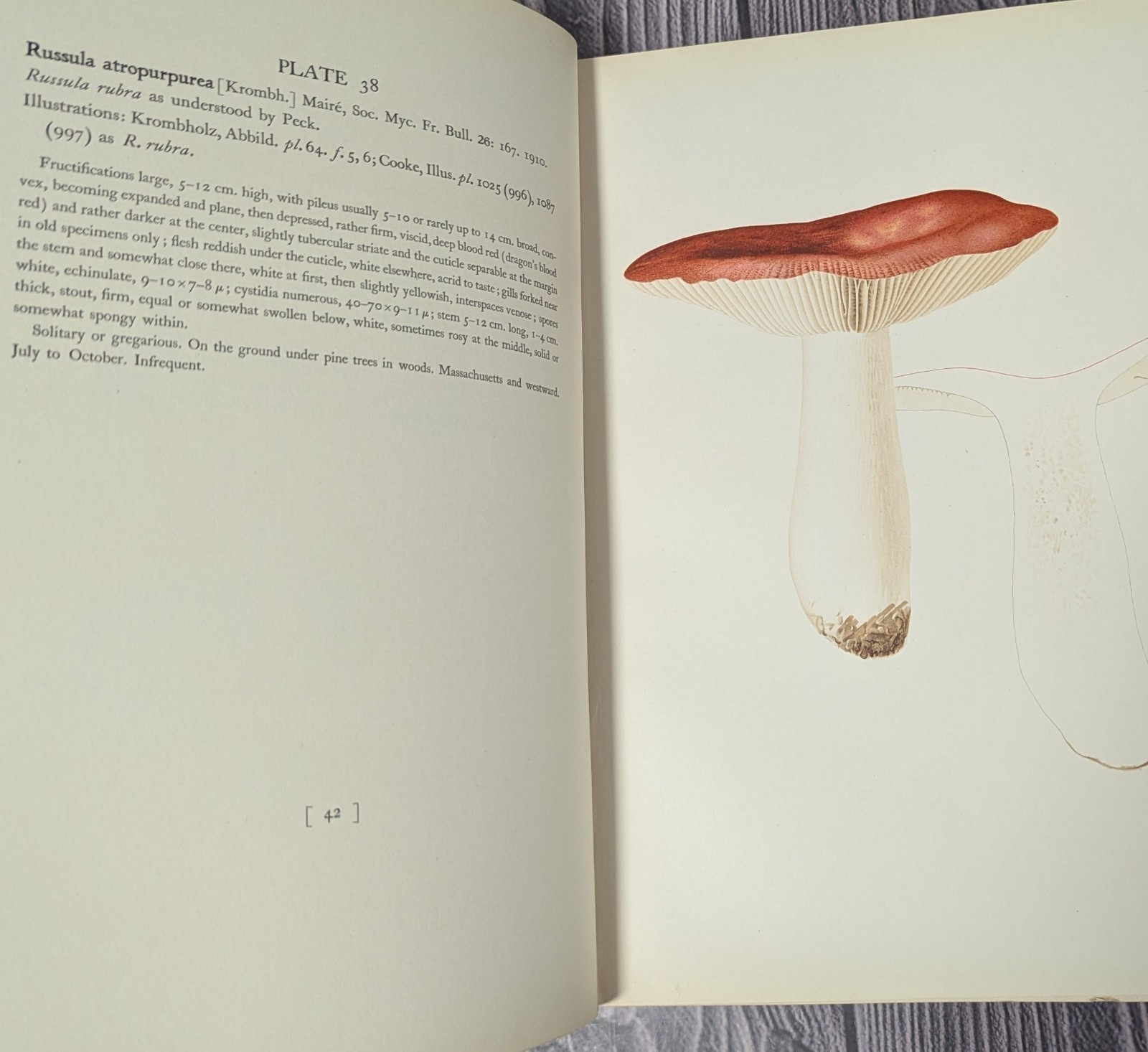 Icones Farlowianae – 1929 Farlow Fungi Mushrooms 103 Color Plates – Large Folio