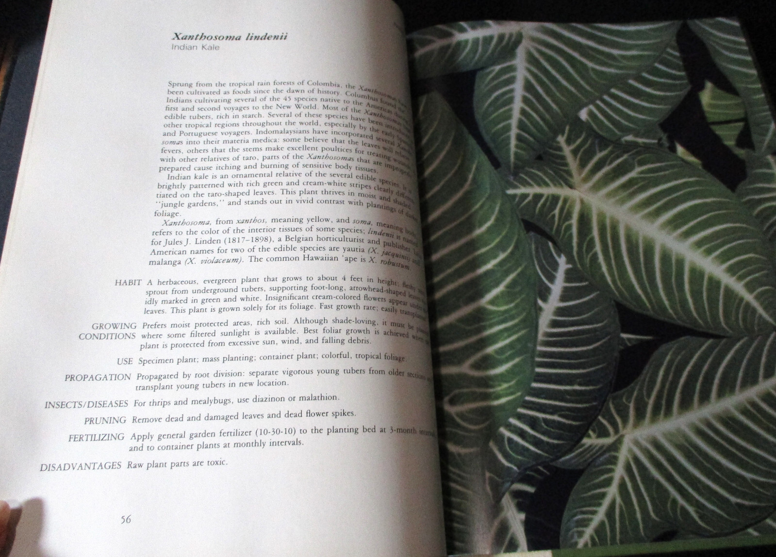 HAWAII GARDEN TROPICAL EXOTICS Horace Clay SIGNED HC 1ST 1977 Gardening Plants