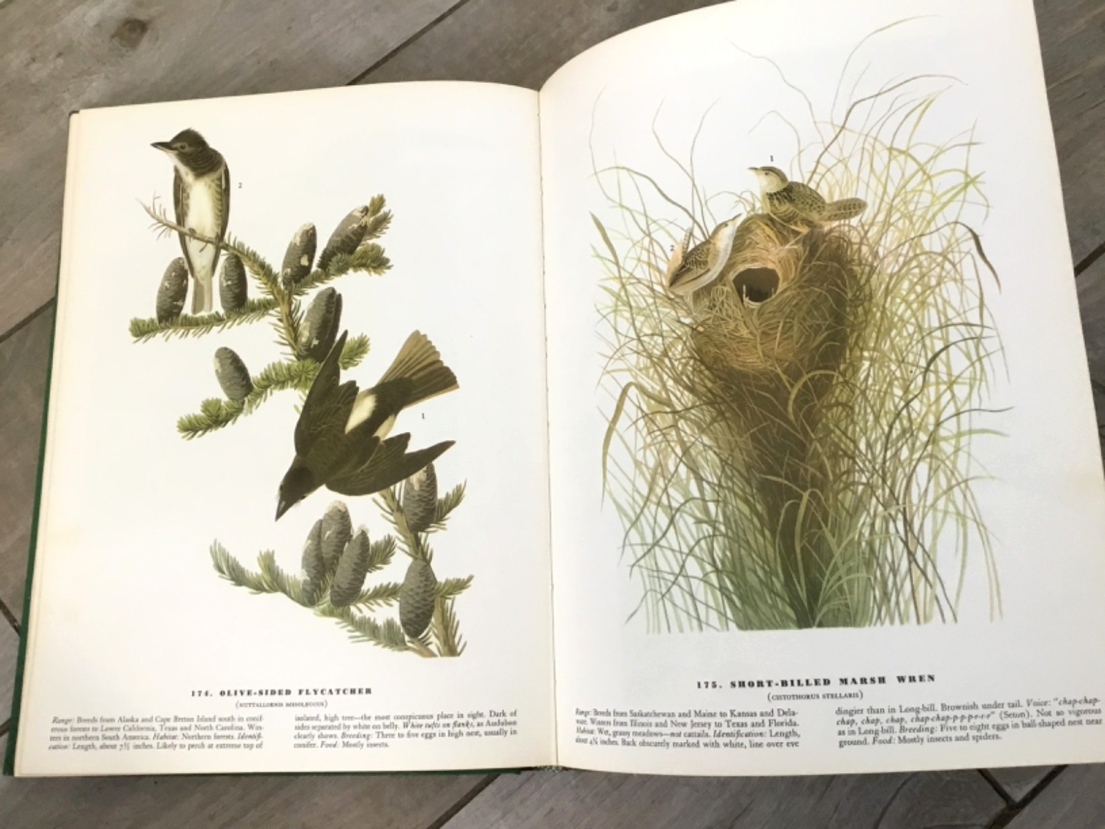 BIRDS OF AMERICA John Audubon McMillan Co Color Plate Prints 10th Printing 1974