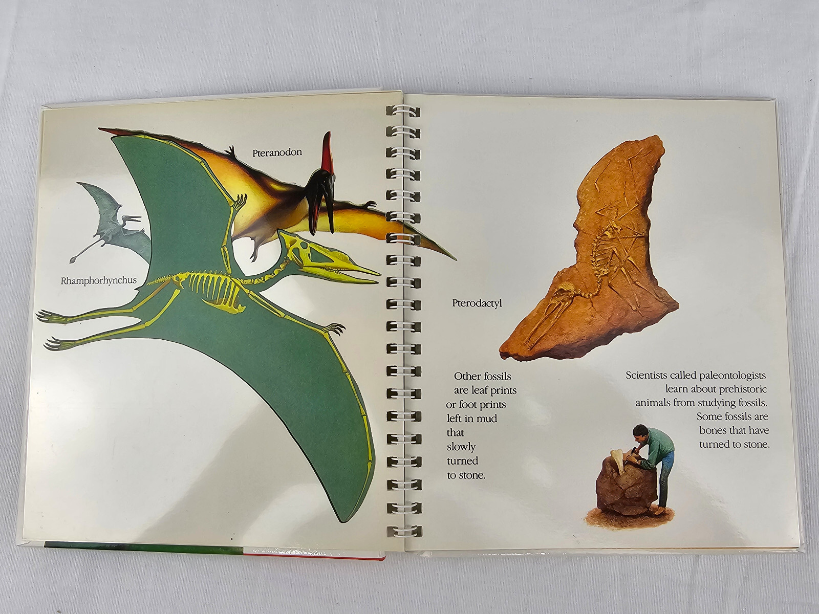 Dinosaurs A First Discovery Book & If The Dinosaurs Came Back by Bernard Most