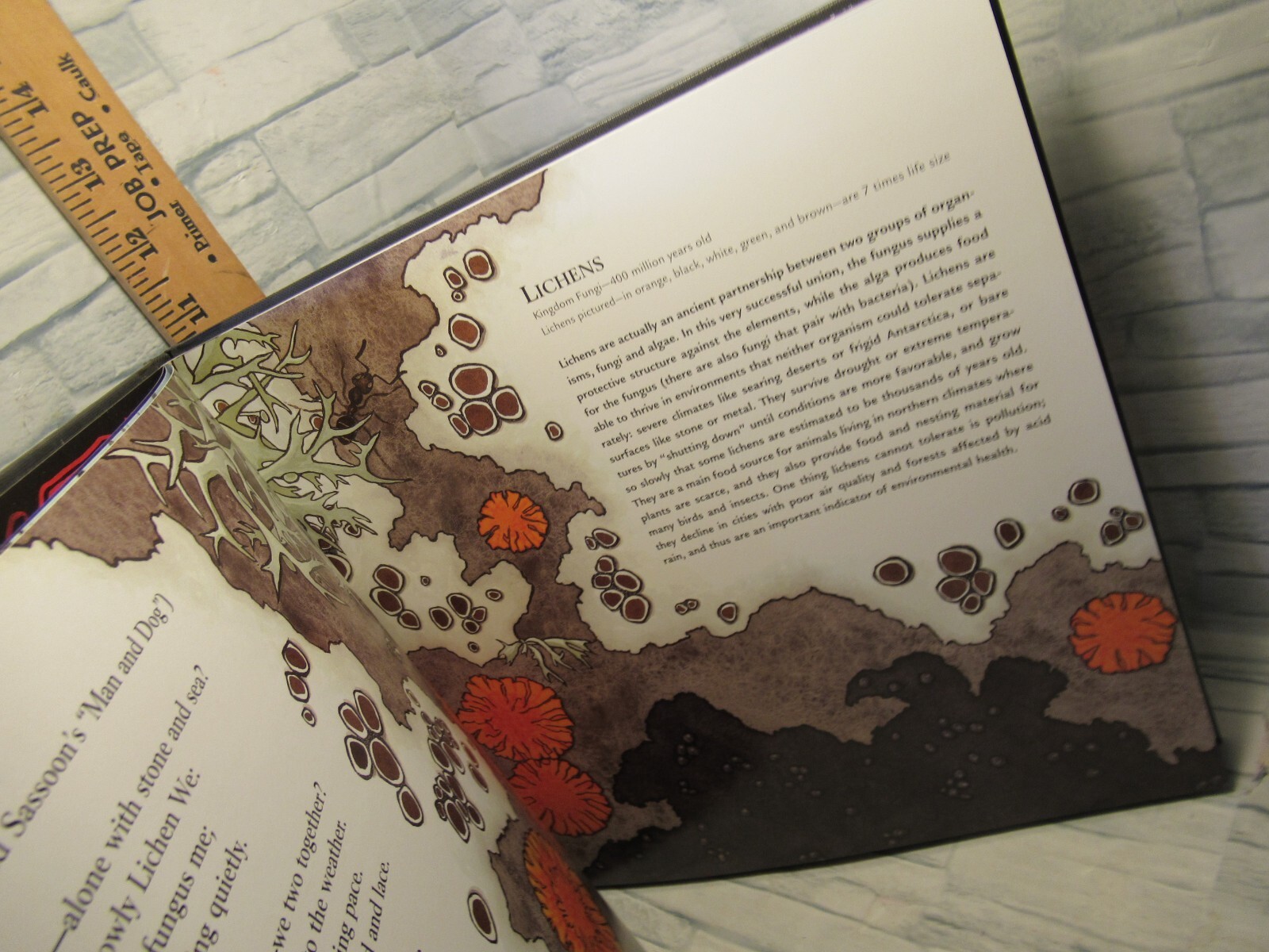 Ubiquitous/ Celebrating Nature’s Survivors / by Joyce Sidman /