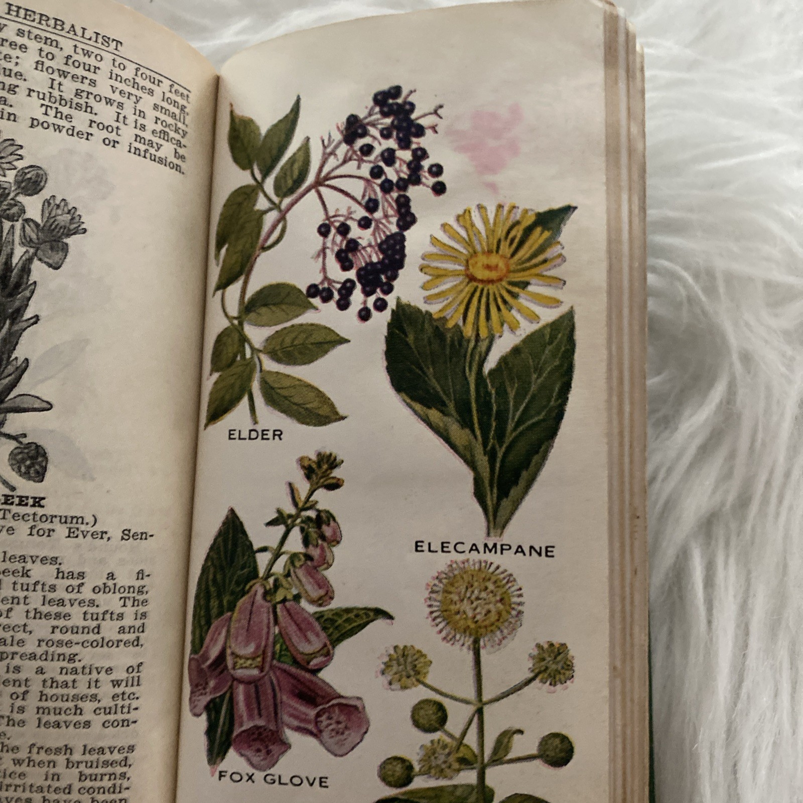 The Herbalist 1934 Joseph E. Meyer Green Hardcover Color Plates Illustrated