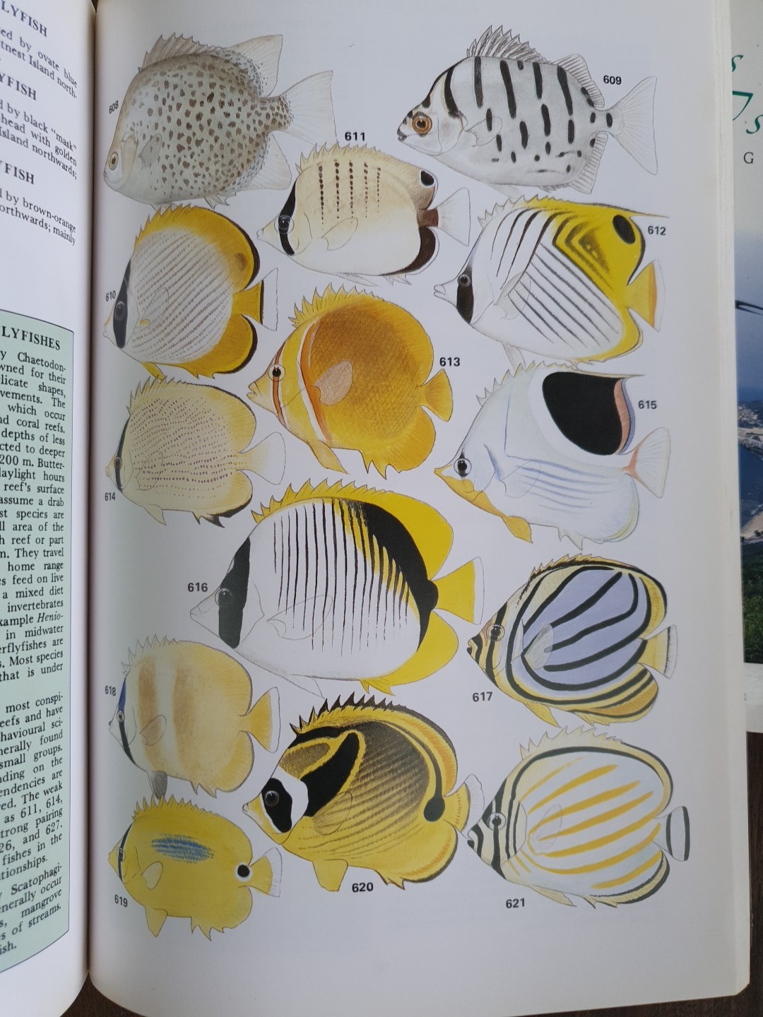 Marine Fishes of North-Western Australia Gerald R Allen 1988 Superior Plates
