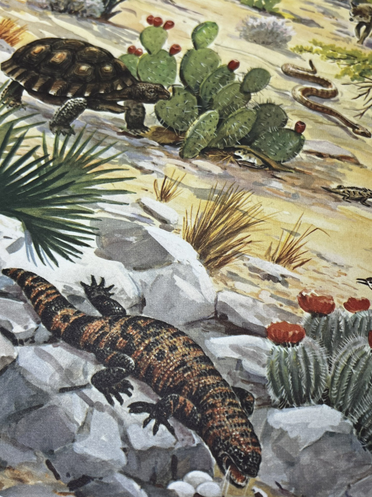 Animal Camouflage, Dorothy Shuttlesworth, illustrated by Matthew Kalmenoff HB XL
