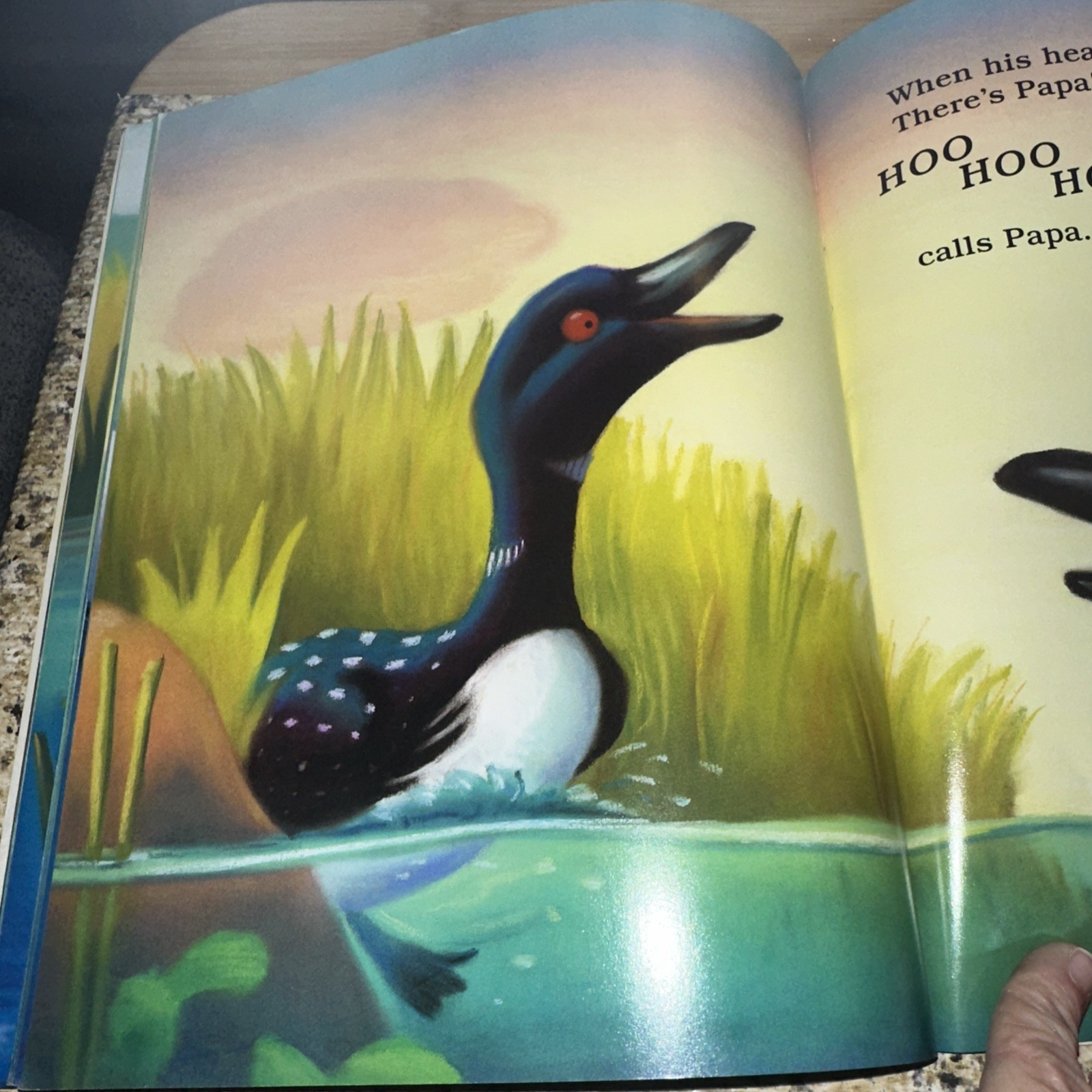 Little Loon and Papa by Toni Buzzeo and Illustrated by Margaret Spengler PB