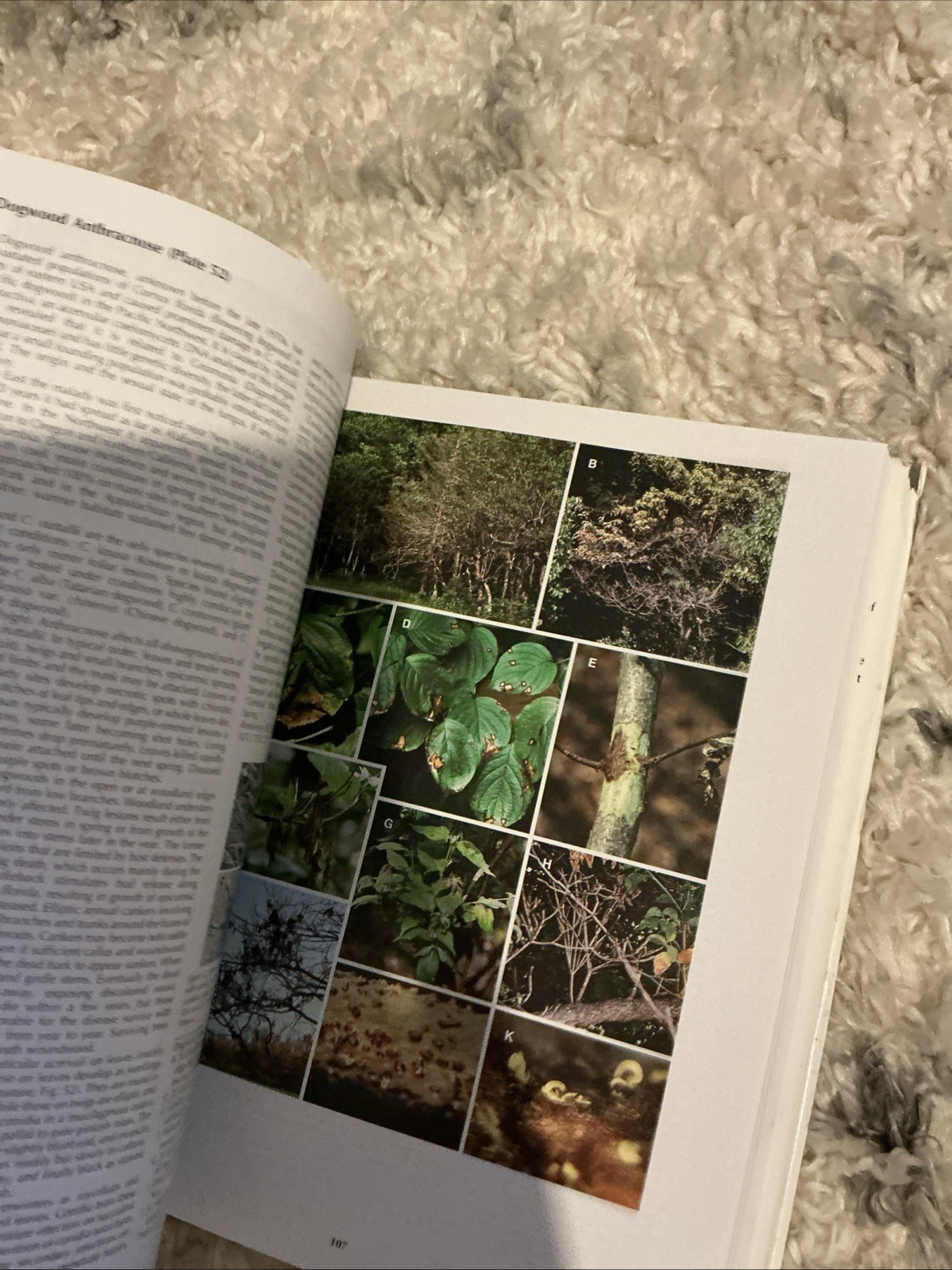 Diseases of Trees and – Hardcover, by Wayne Sinclair; Howard – Very Good b