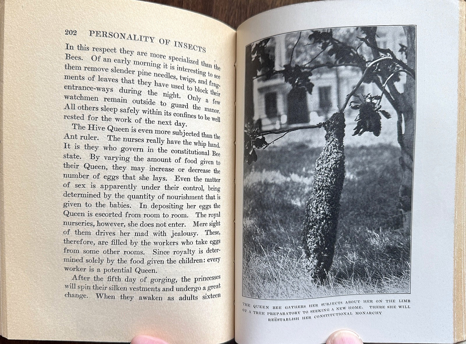 1924 1st Ed PERSONALITY of INSECTS by R. Dixon & B. Eddy HB/247pp/ILLUSTRATED
