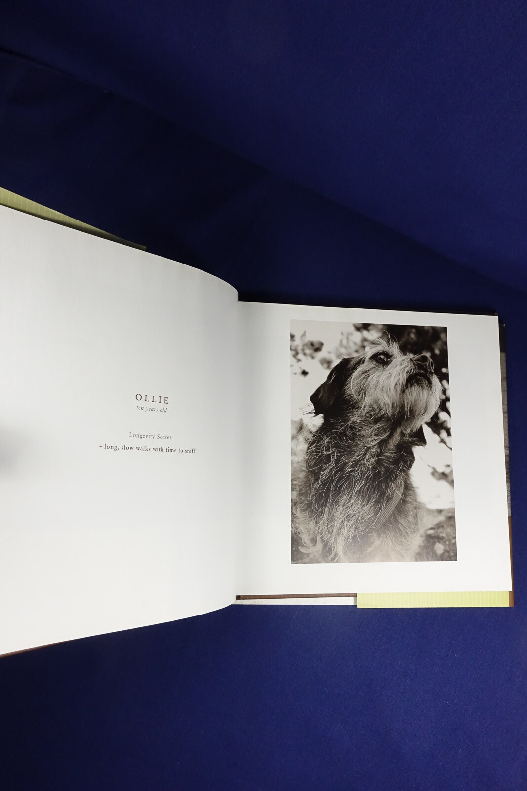 OLD FRIENDS Mark Asher GREAT DOGS ON THE GOOD LIFE Dog Photo Photography Book