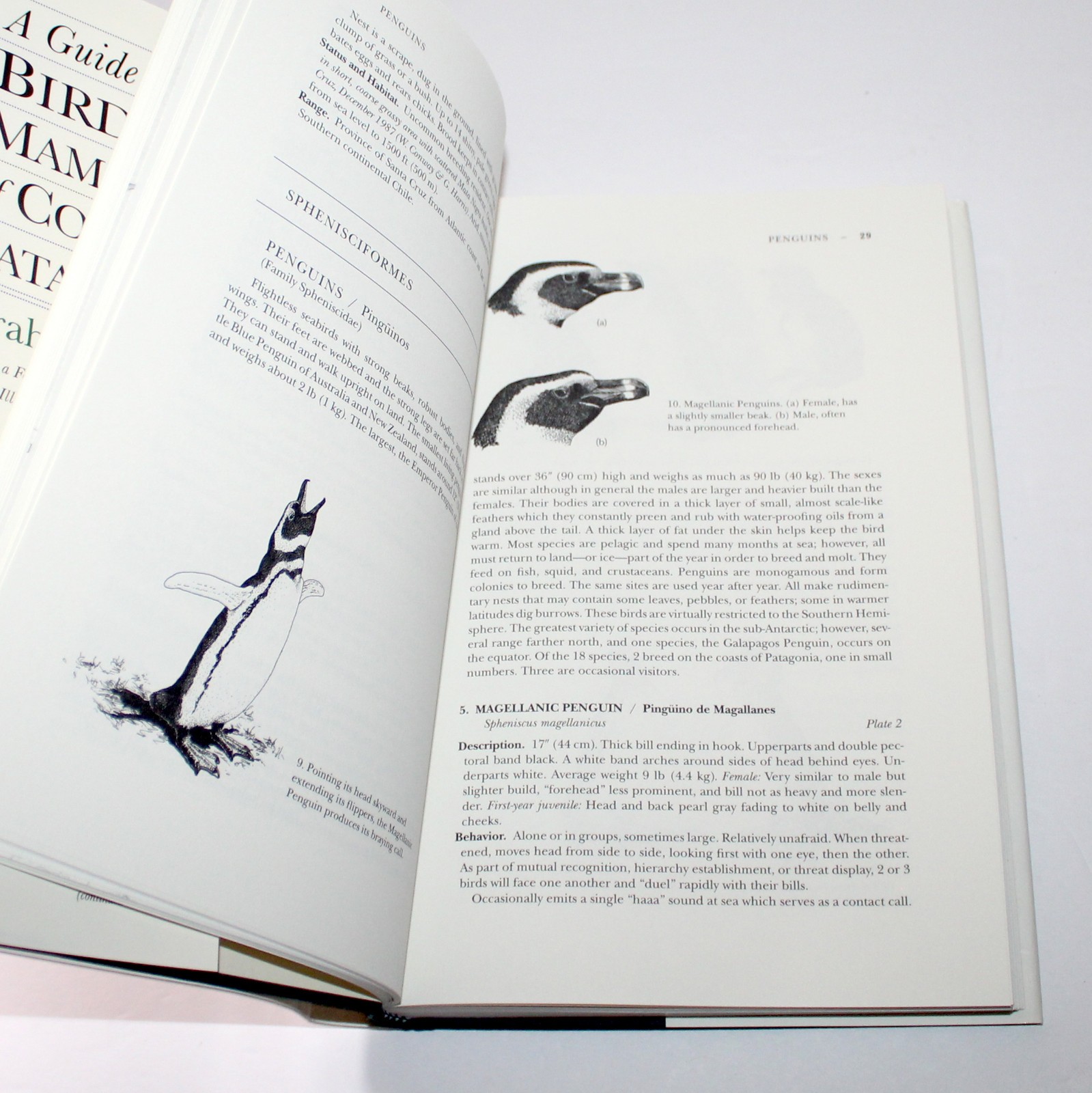 A Guide to the Birds and Mammals of Coastal Patagonia 1998 Graham Harris