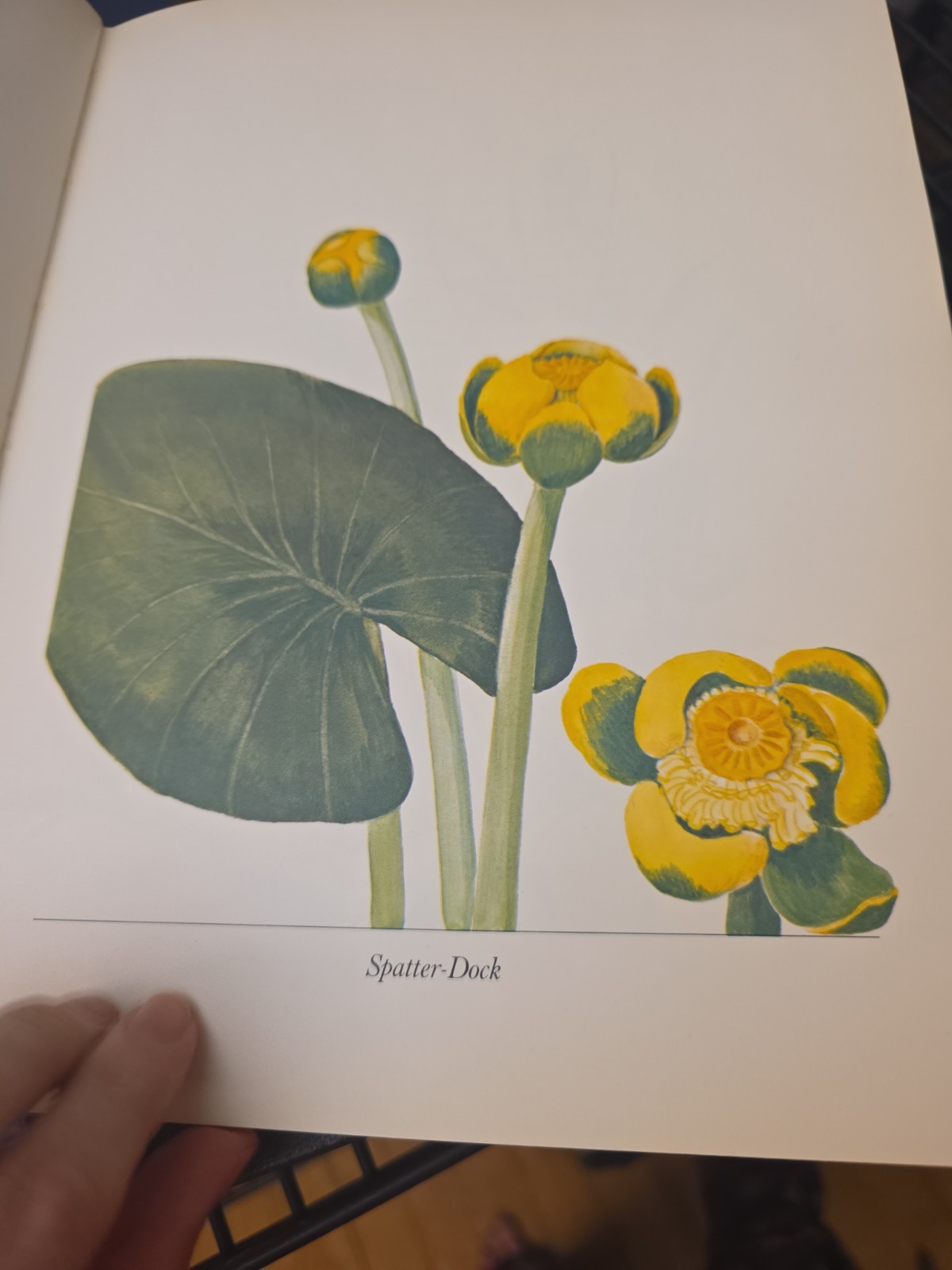 Wildflower Portraits Eloise Reid Thompson Univ of Oklahoma 1964 HB VG Book Plant