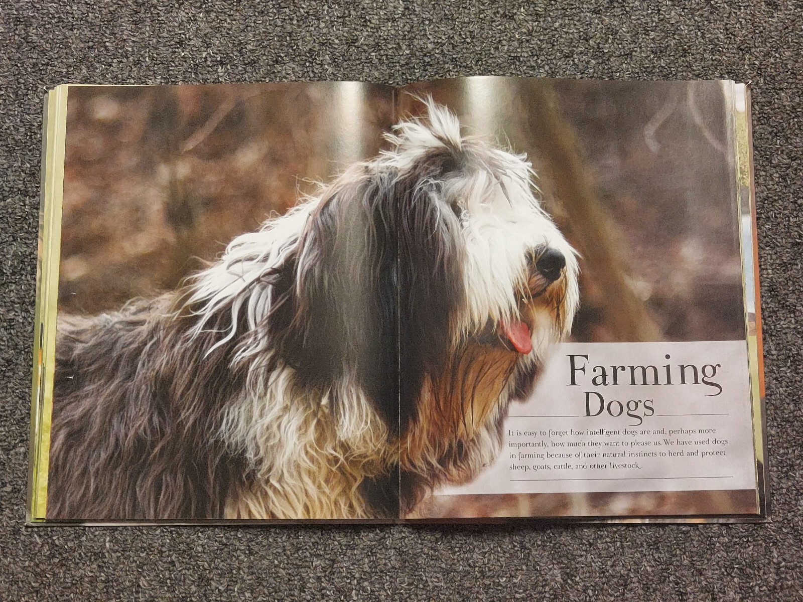 Good Dog Large 12 X 9 1/2 inch Dog Breed Picture Book w/ Center Puppy Fold Out.