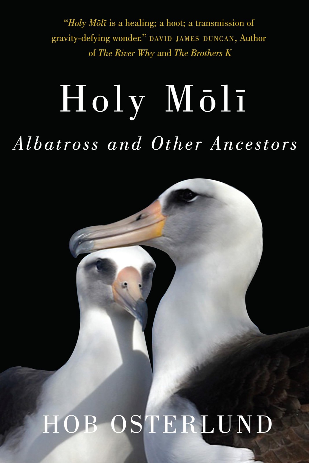 Holy Moli: Albatross and Other Ancestors – paperback Osterlund, Hob