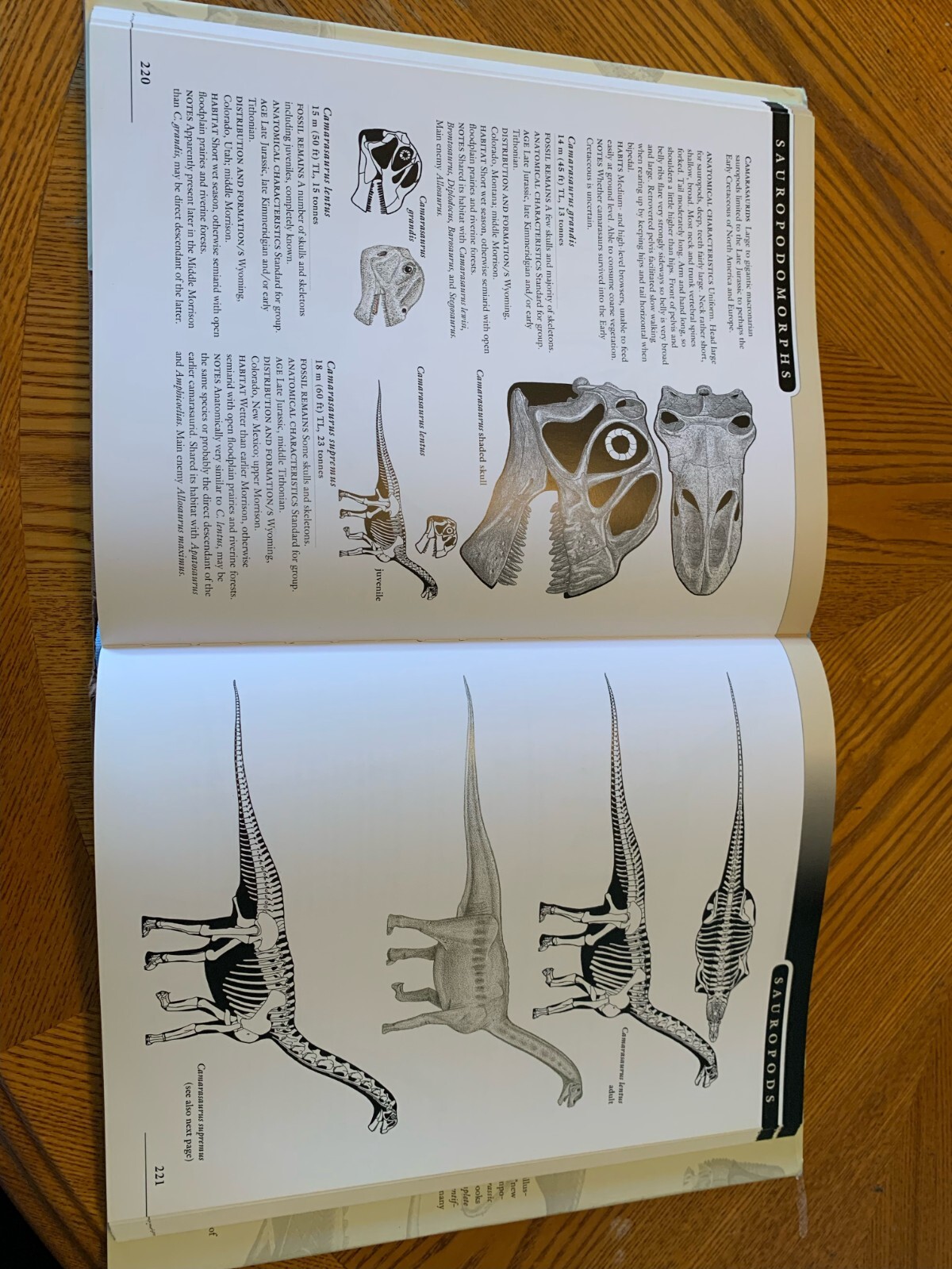 Princeton Field Guides: The Princeton Field Guide to Dinosaurs : Second Edition