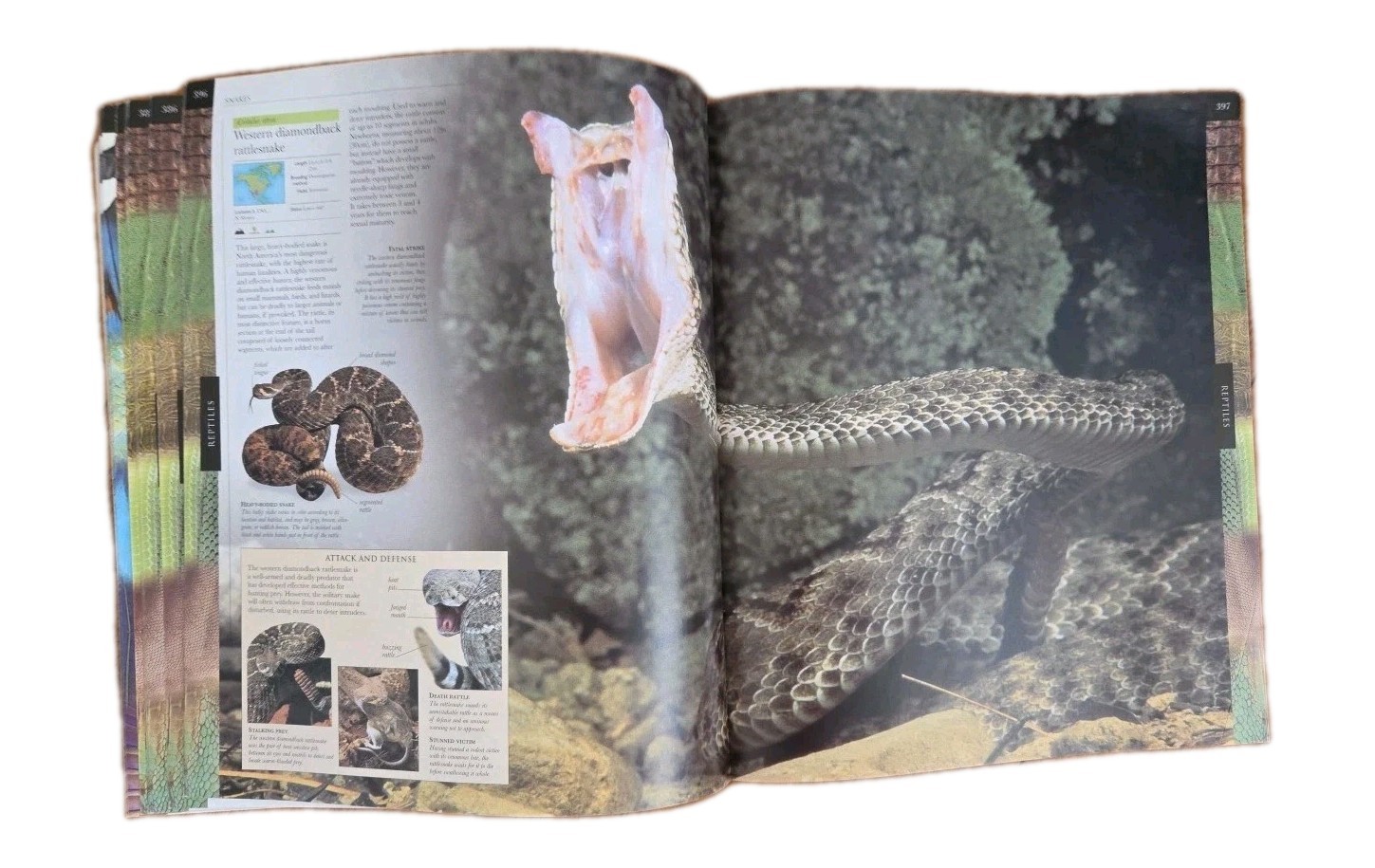 Smithsonian Institution Animal:The Definitive Visual Guide to the World’s….