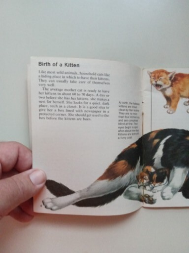 SCIMITAR NP Cats By Jill Hughes 1981 Paperback