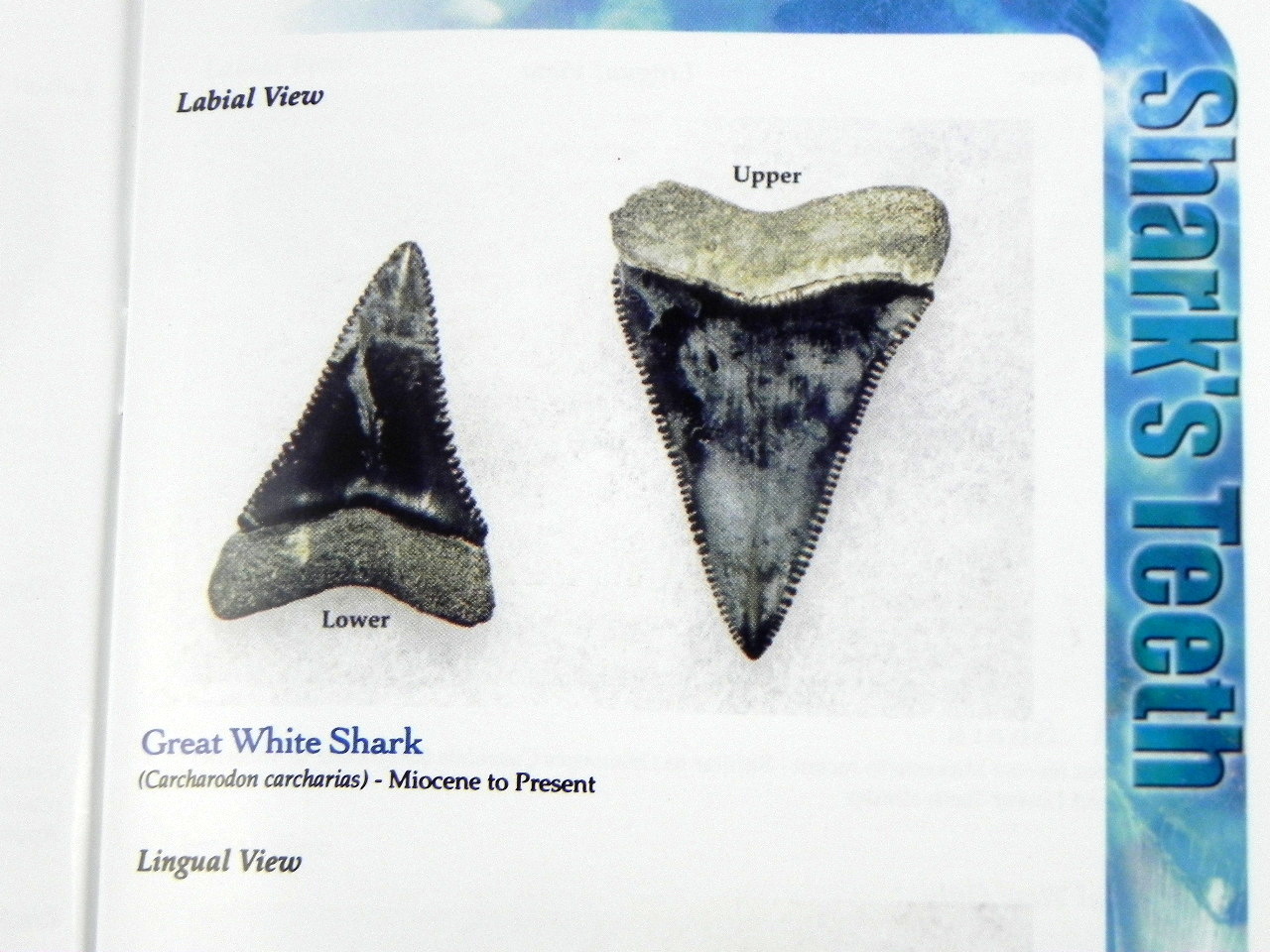 Megalodon Book Guide Shark Tooth Identification w/ Photos of Fossil Teeth tooth