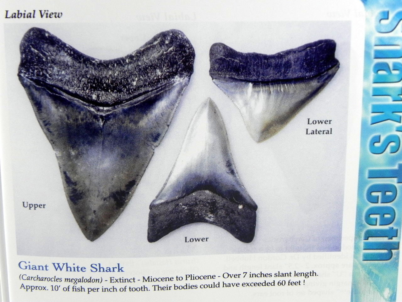 Megalodon Book Guide Shark Tooth Identification w/ Photos of Fossil Teeth tooth