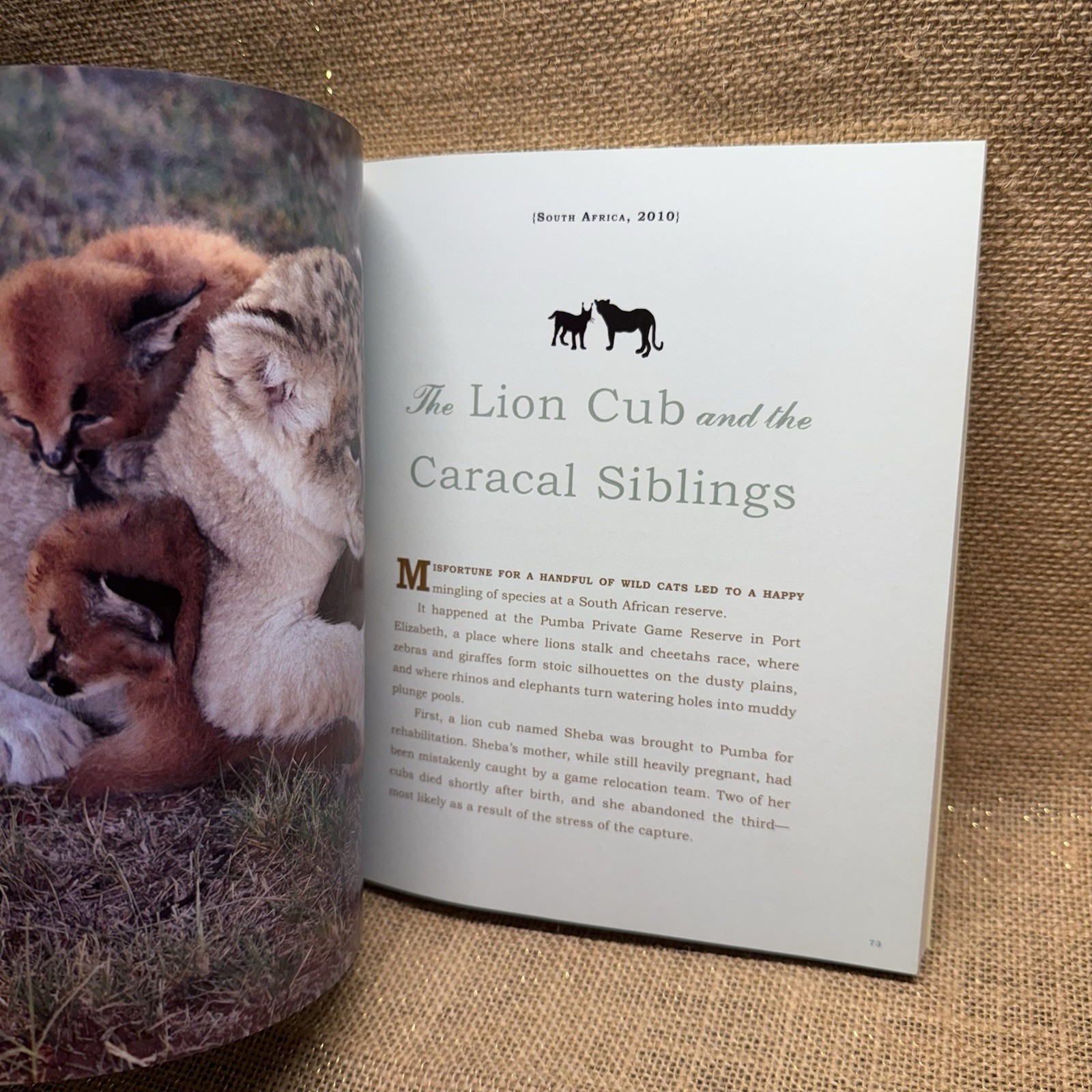 Unlikely Friendships by Jennifer S. Holland (2011, Paperback)