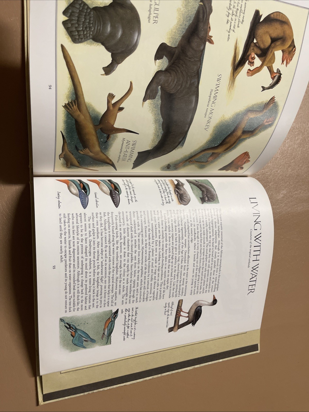 After Man:A Zoology of the Future by Dougal Dixon(1981,Hardcover)no Dust Jacket