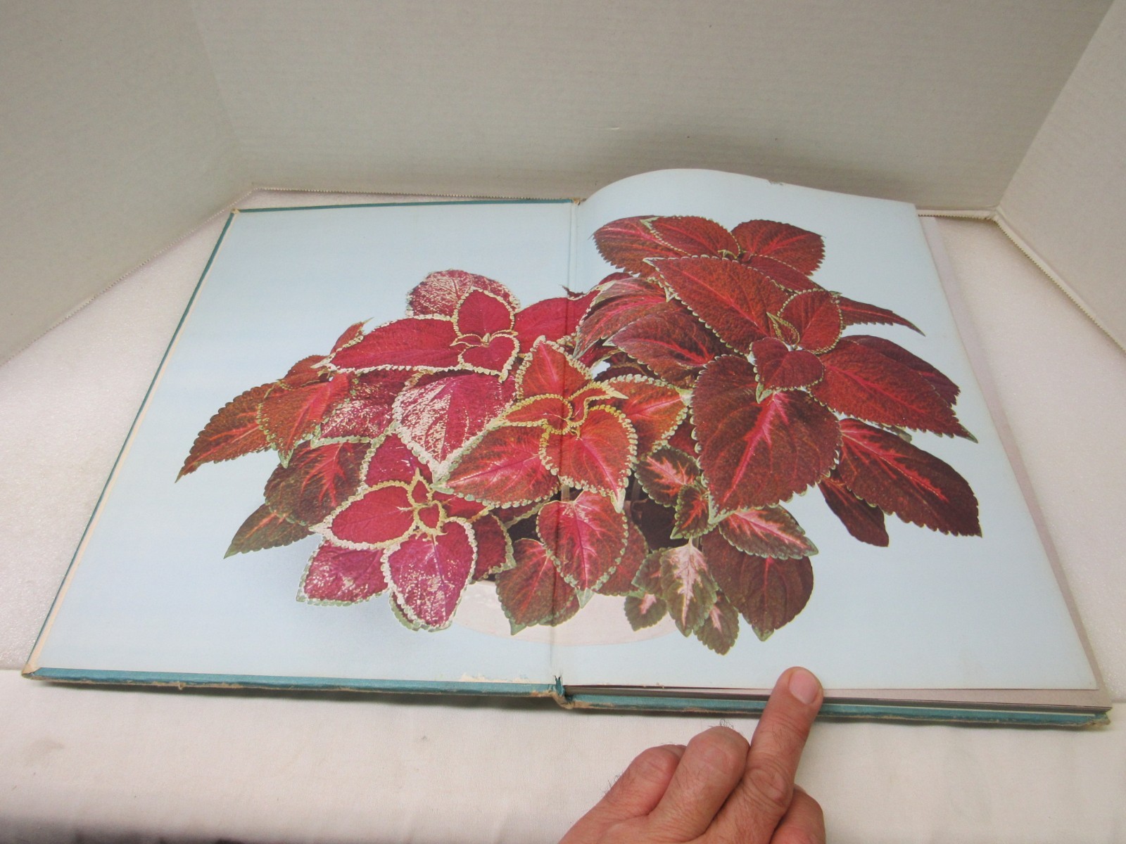 Plants & Flowers In The Home Violet Stevenson Longmeadow Press 1975 Hardcover