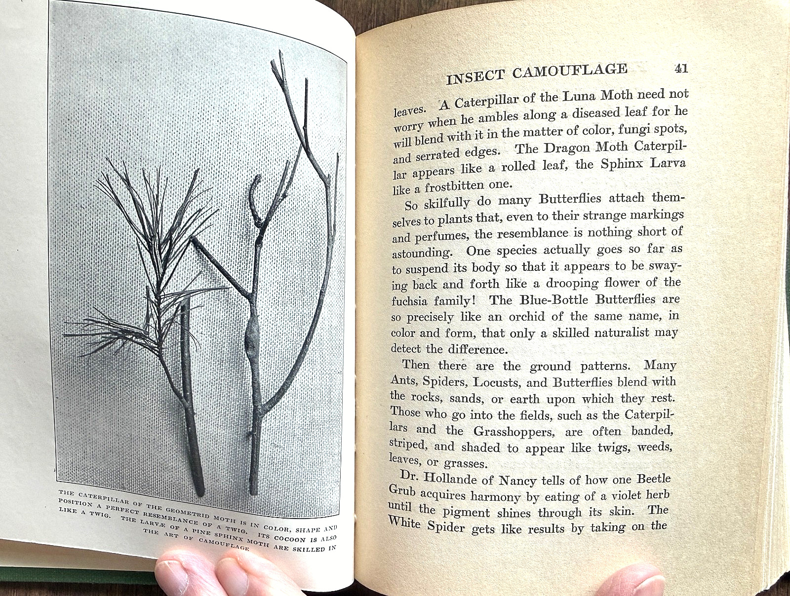 1924 1st Ed PERSONALITY of INSECTS by R. Dixon & B. Eddy HB/247pp/ILLUSTRATED