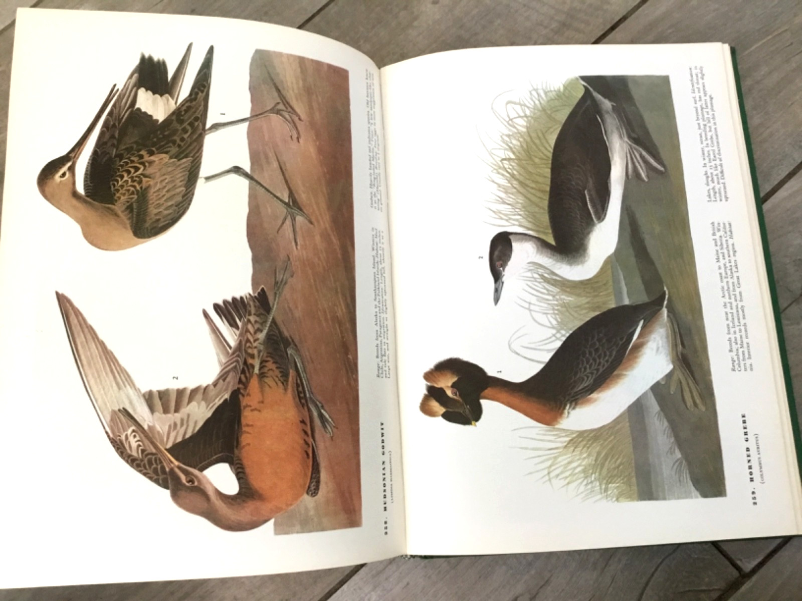 BIRDS OF AMERICA John Audubon McMillan Co Color Plate Prints 10th Printing 1974