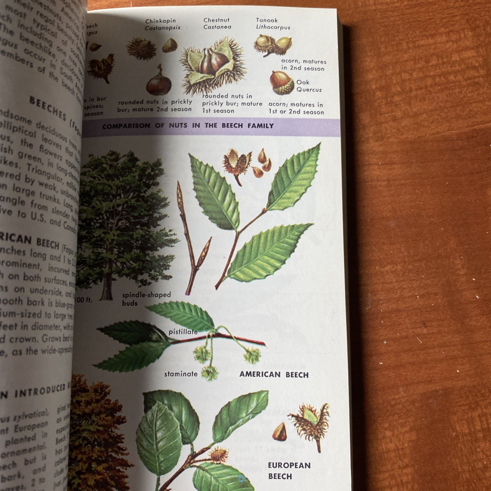 Guide to Field Identification Birds North America Golden Field Guide 1966 Trees