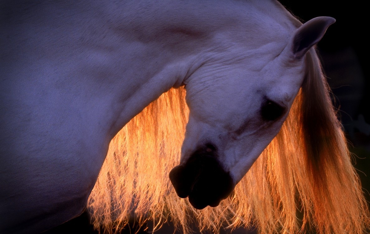 Cardenas Horses and Home by Robert Vavra: Brand New & Signed Limited Edition