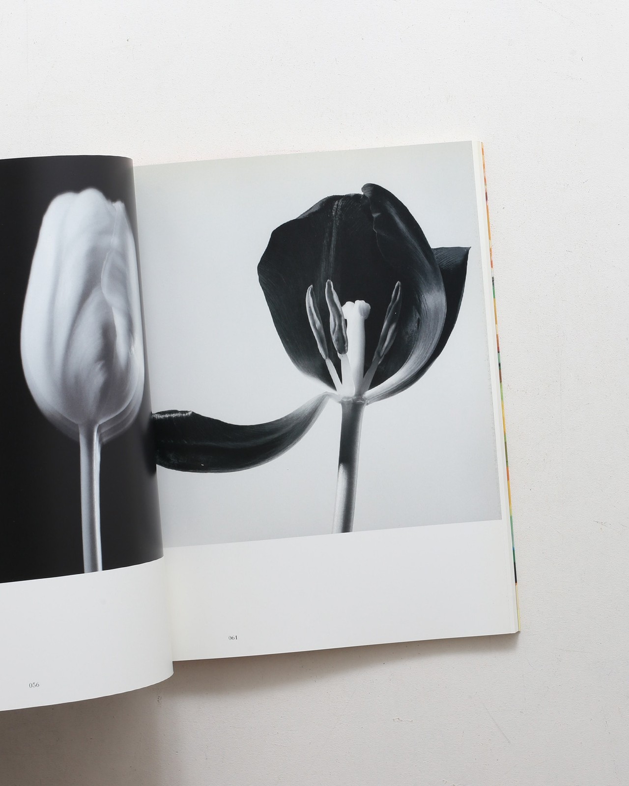 Ishimoto Yasuhiro Iro to Katachi Photography Flowers Photo Book Hardcover