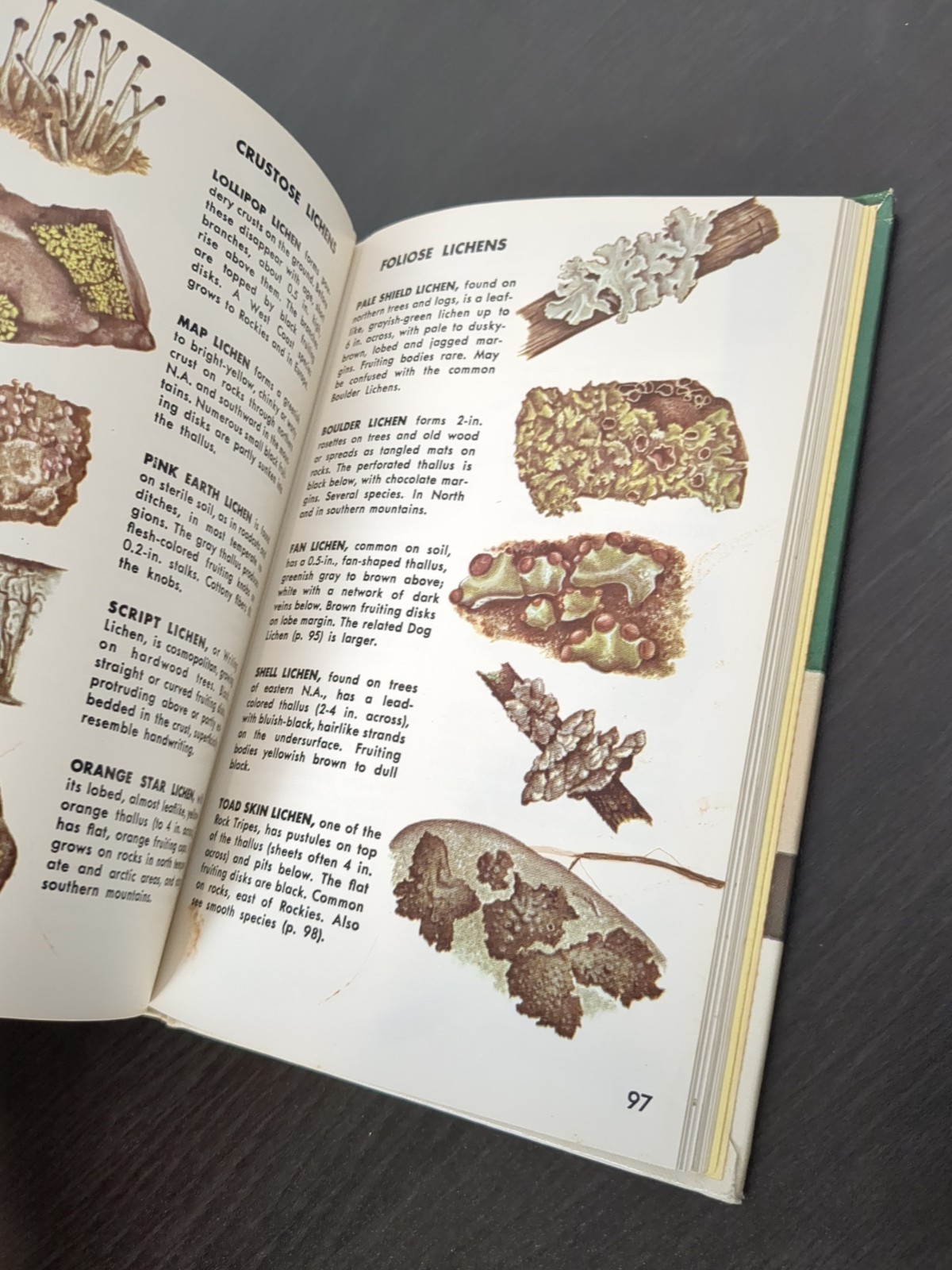 Non-Flowering Plants Golden Nature Guide Hardcover Book Mushrooms 1967