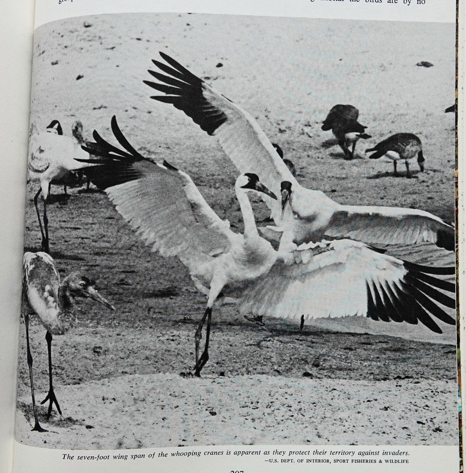 THE ENVIRONMENT OF AMERICA, PAST, PRESENT, FUTURE ED BY THOMAS JONES 1971