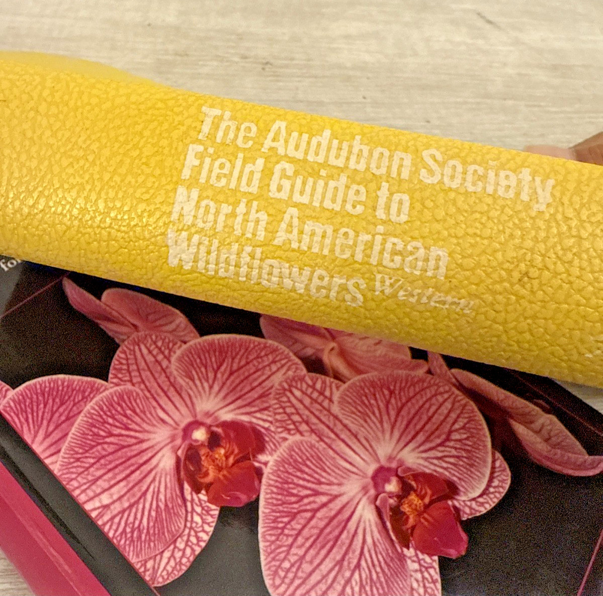 Taylor’s Guide to Orchids : More Than 300 Orchids, Photographed and…