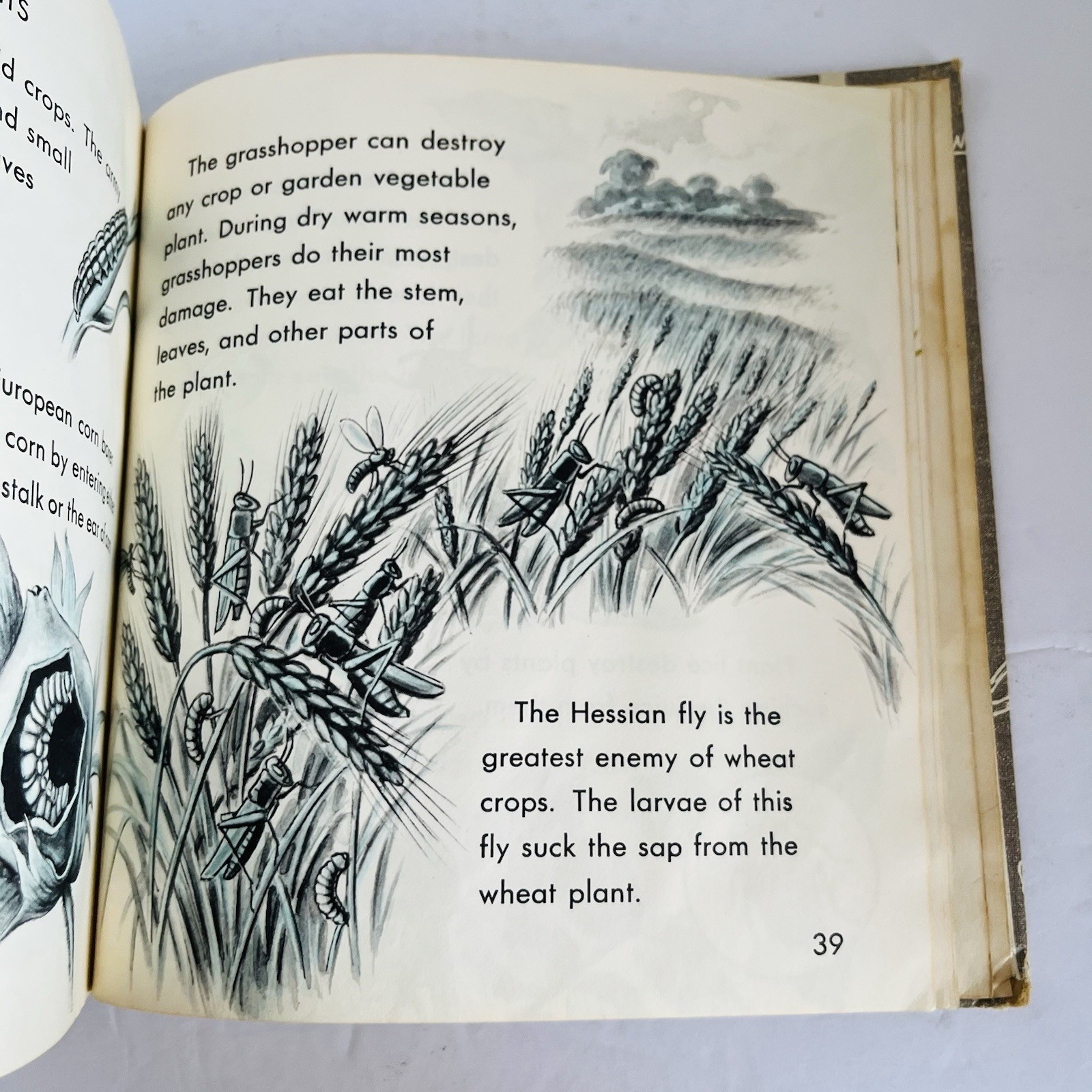 What is An Insect Charles D Neal 1961 Vintage Childrens Science Book Homeschool