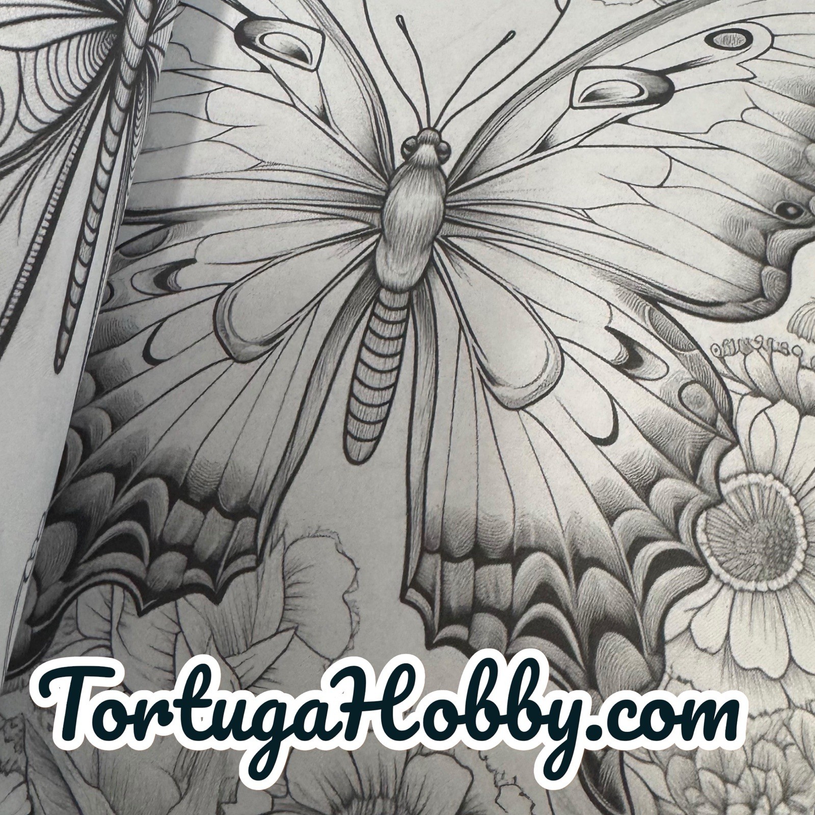 The World Of Butterflies – Adult Coloring Book – Coloring Book. 100+ Pages.