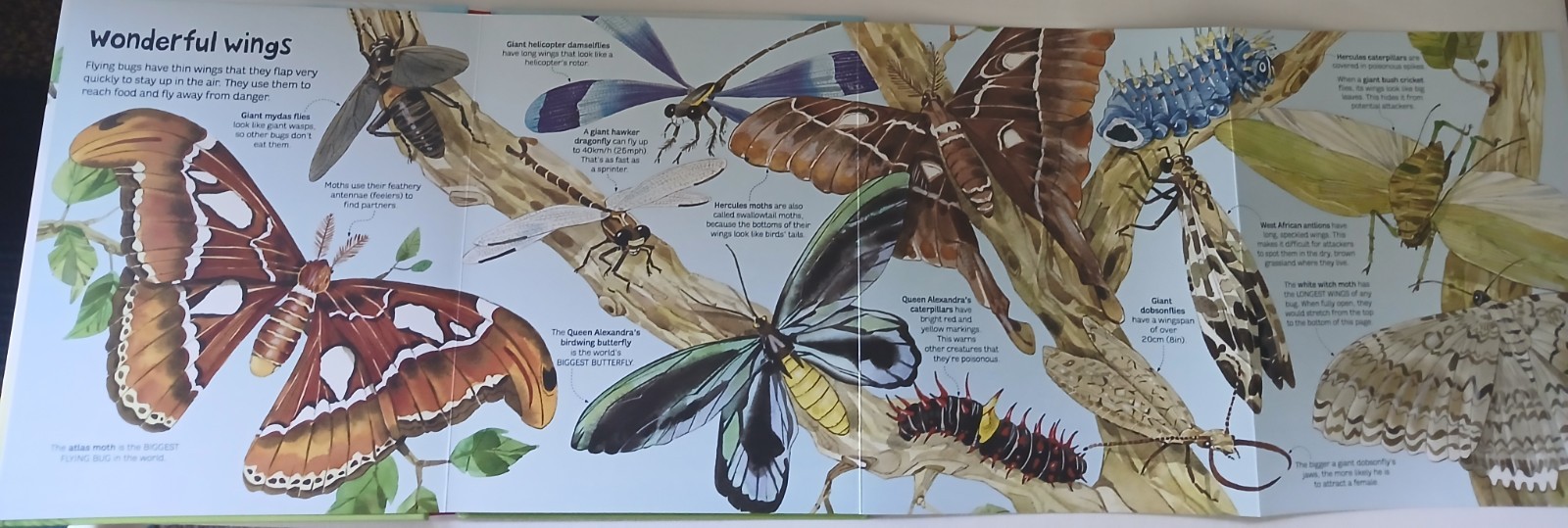 Usborne Big Book Of Dinosaurs & Bugs STEM Learning Fold-Out Pages Home School
