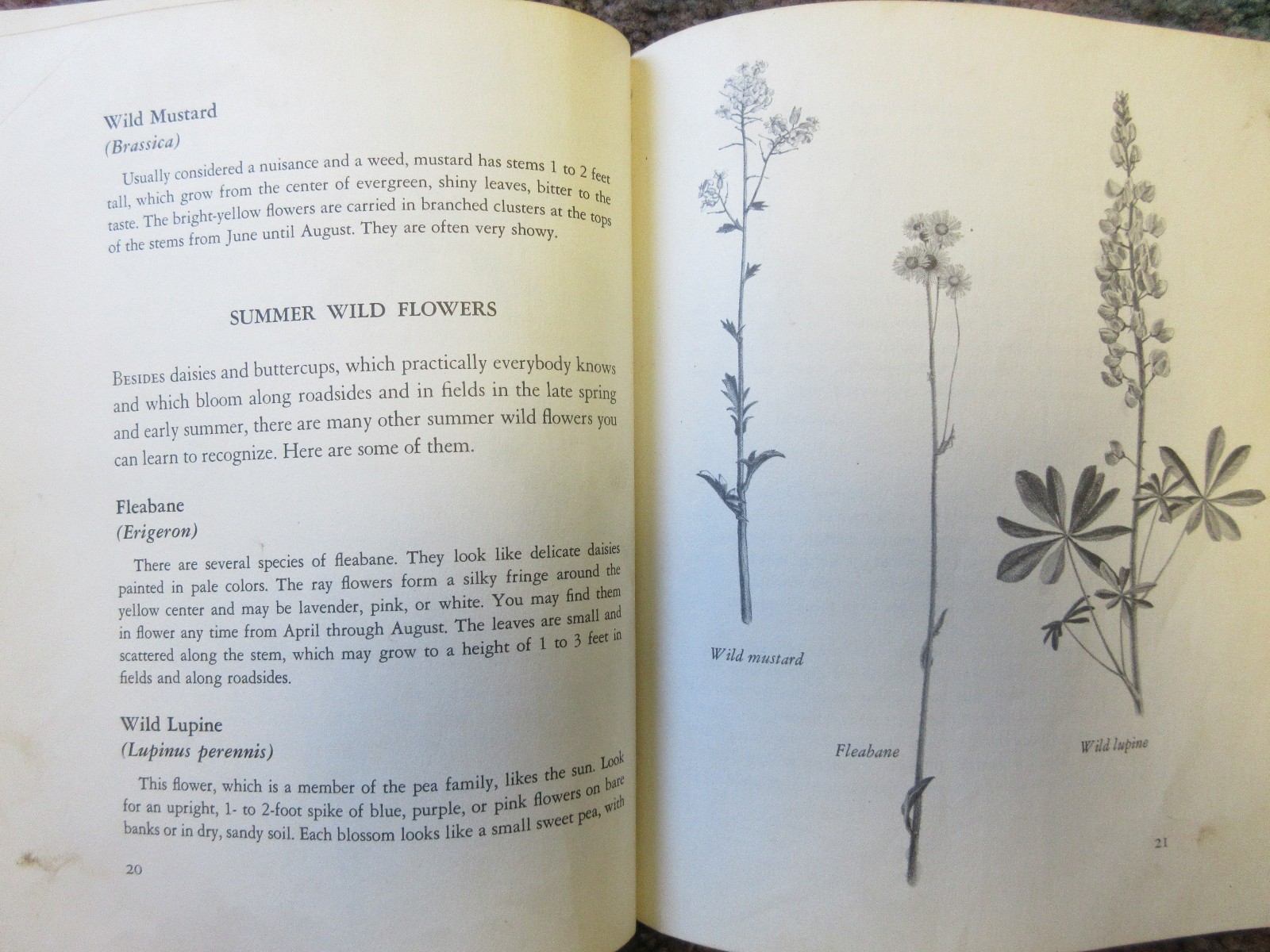 The First Book of Wild Flowers (1961) by Betty Cavanna Pictures Page Cary HC
