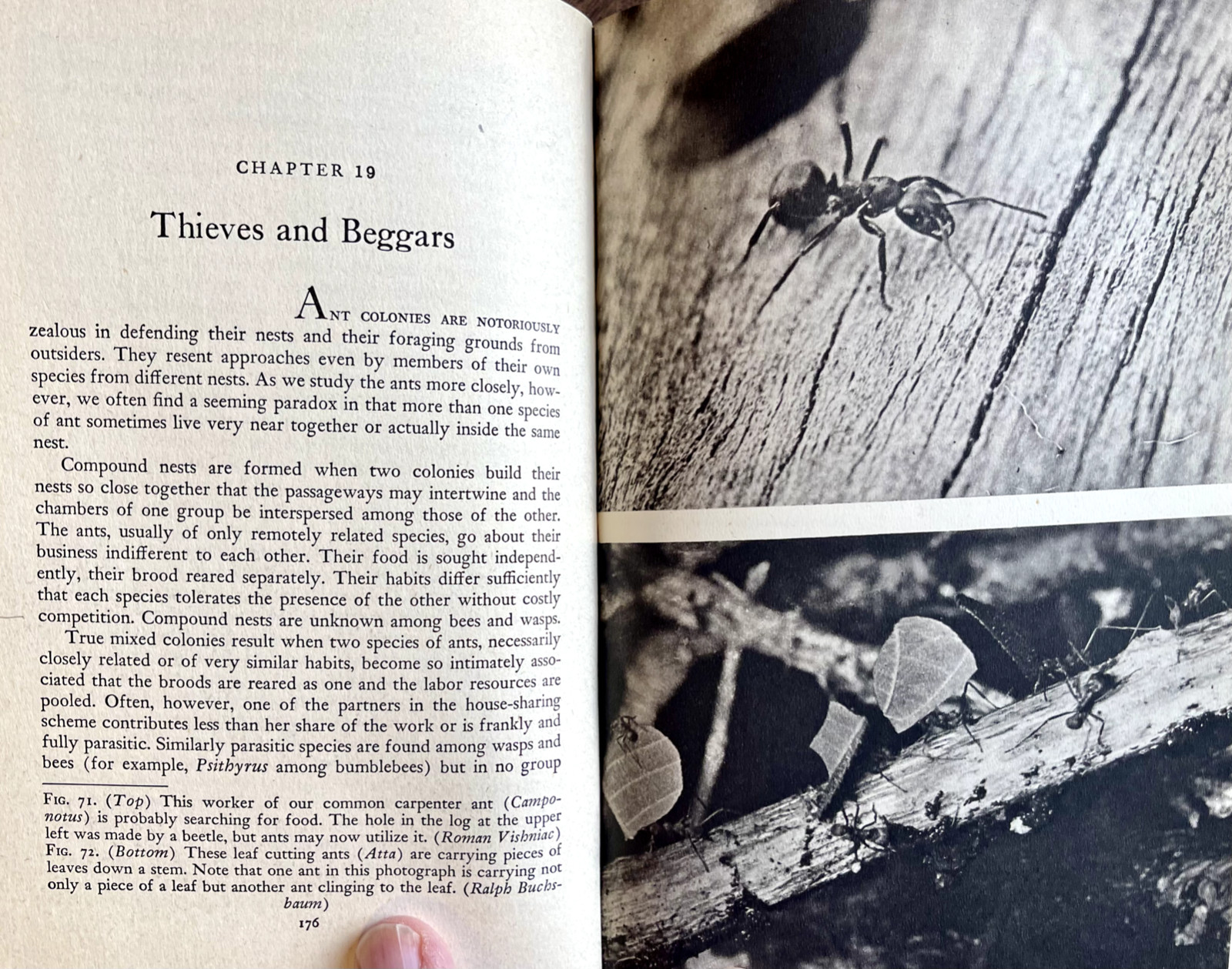1951 AMERICAN SOCIAL INSECTS by Michener 1st Ed/hb/267pp/DJ/NICELY ILLUSTRATED