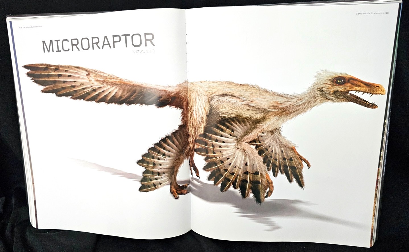 Giant Book Dinosaurs by Steve Brusatte 2008 Quercus 17”x 14”