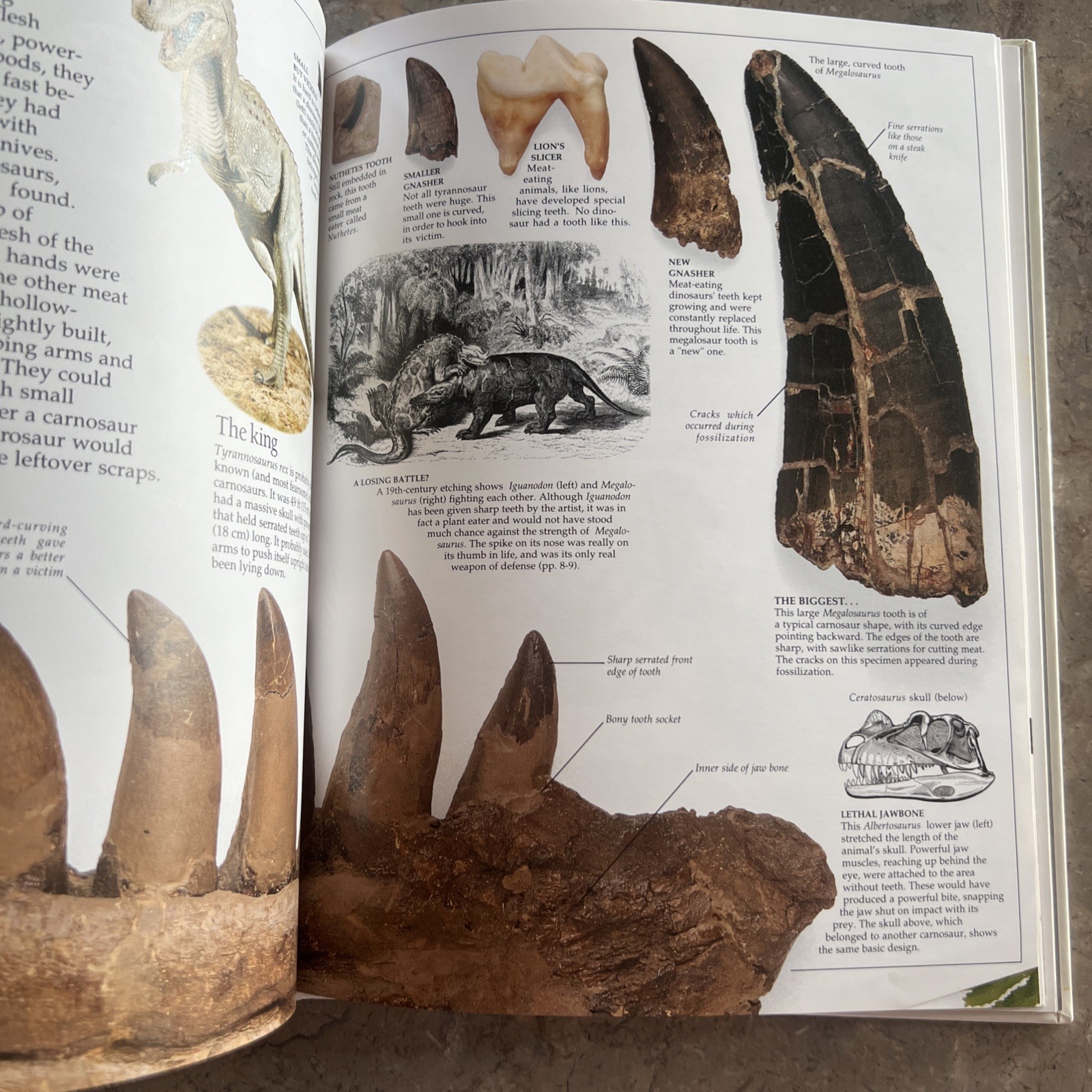 Vintage 1989 Dinosaur Museum Education Learning Book Hardcover