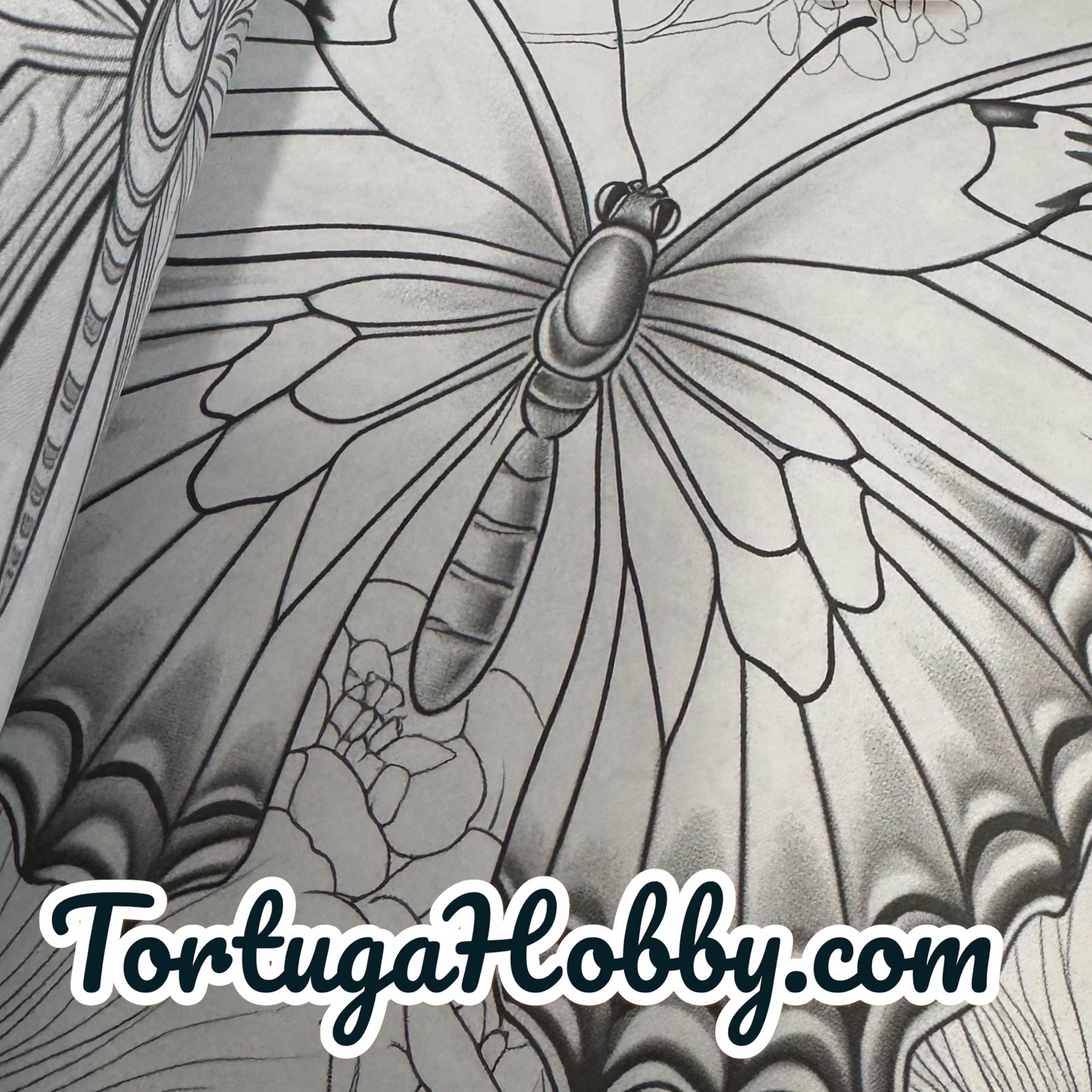 The World Of Butterflies – Adult Coloring Book – Coloring Book. 100+ Pages.
