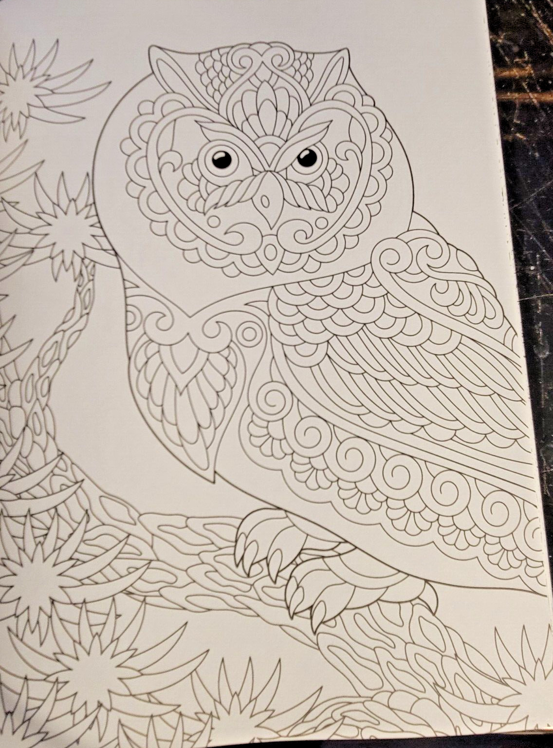 COLORS OF THE WILD Vol. 20 Adult Coloring Book With 47 Prints Ready To Frame!