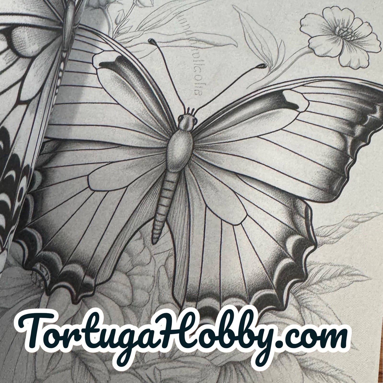 The World Of Butterflies – Adult Coloring Book – Coloring Book. 100+ Pages.