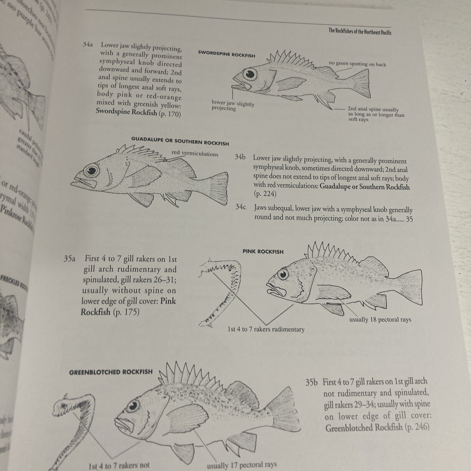 The Rockfishes Of The Northeast Pacific Paperback Many Authors Signed By All