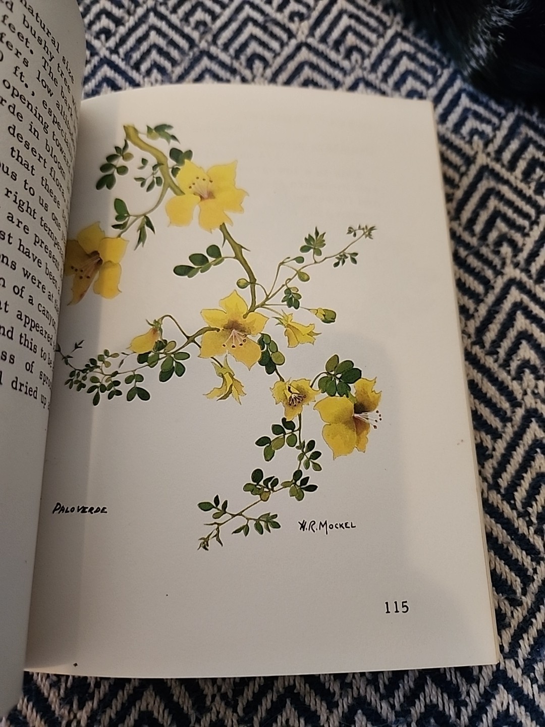 Mockel’s Desert Flower Notebook SIGNED by Author