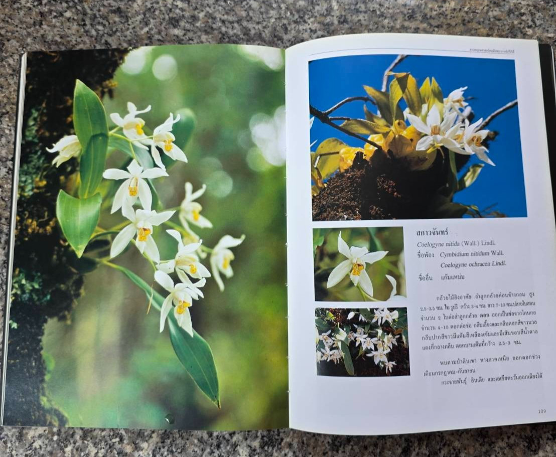 Hardcover book featuring all ” Thai orchids. ” ( Hardcover)